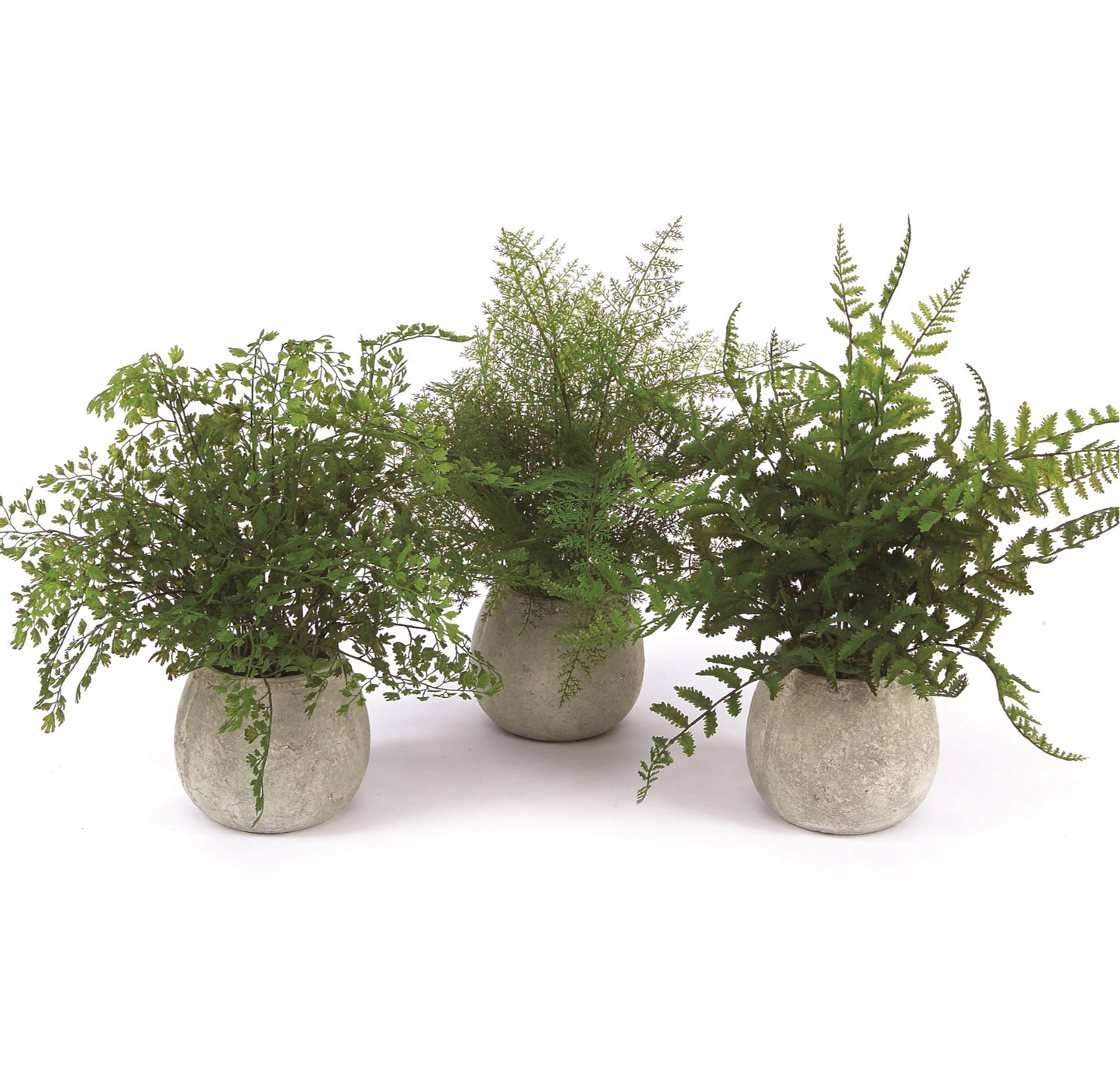 FERN POTS