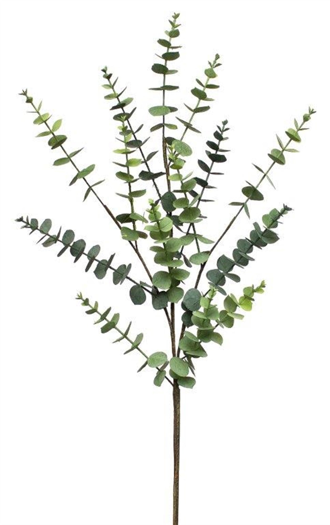 EUCALYPTUS SPRAY (4)